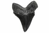 Juvenile Megalodon Tooth - South Carolina #359019-1